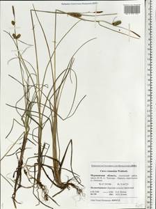 Carex rotundata Wahlenb., Eastern Europe, Northern region (E1) (Russia)