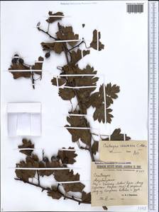 Crataegus caucasica K. Koch, Caucasus, Azerbaijan (K6) (Azerbaijan)