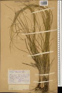 Stipa pennata L., Caucasus, Dagestan (K2) (Russia)