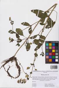 Erythranthe guttata (DC.) G. L. Nesom, Eastern Europe, North-Western region (E2) (Russia)