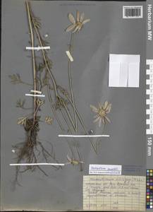 Chrysanthemum zawadskii subsp. zawadskii, Siberia, Baikal & Transbaikal region (S4) (Russia)