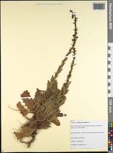 Verbascum blattaria L., Caucasus, Krasnodar Krai & Adygea (K1a) (Russia)