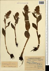 Dactylorhiza euxina (Nevski) Czerep., Caucasus, Stavropol Krai, Karachay-Cherkessia & Kabardino-Balkaria (K1b) (Russia)