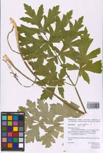 Heracleum sphondylium L., Eastern Europe, North-Western region (E2) (Russia)