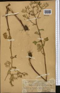 Lactuca crassicaulis (Beauverd), Middle Asia, Western Tian Shan & Karatau (M3) (Kazakhstan)