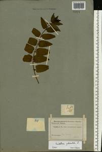 Scutellaria galericulata L., Eastern Europe, Central forest-and-steppe region (E6) (Russia)