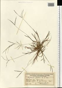 Digitaria ischaemum (Schreb.) Muhl., Eastern Europe, Volga-Kama region (E7) (Russia)