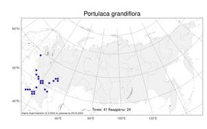 Portulaca grandiflora Hook., Atlas of the Russian Flora (FLORUS) (Russia)