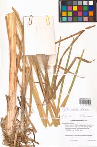 Typha glauca Godr., Eastern Europe, Central region (E4) (Russia)
