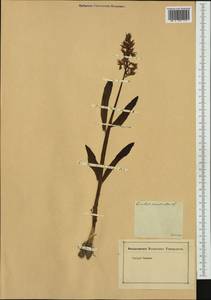 Orchis mascula (L.) L., Western Europe (EUR) (Germany)