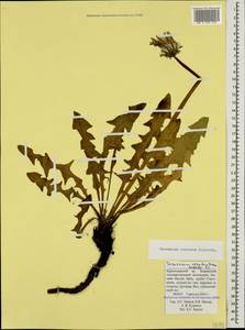 Taraxacum confusum Schischk., Caucasus, Krasnodar Krai & Adygea (K1a) (Russia)