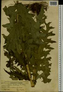 Cirsium schantarense Trautv. & C. A. Mey., Siberia, Russian Far East (S6) (Russia)