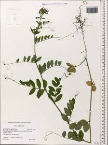 Vicia sepium L., Caucasus, Krasnodar Krai & Adygea (K1a) (Russia)
