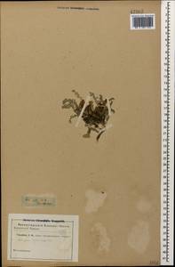 Astragalus testiculatus Pall., Caucasus (no precise locality) (K0)