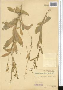 Goldbachia laevigata (M.Bieb.) DC., Middle Asia, Syr-Darian deserts & Kyzylkum (M7) (Uzbekistan)