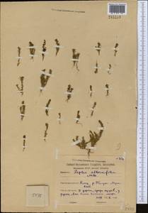 Lythrum volgense D. A. Webb, Middle Asia, Northern & Central Kazakhstan (M10) (Kazakhstan)