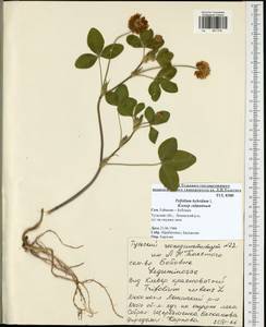 Trifolium hybridum L., Eastern Europe, Central region (E4) (Russia)