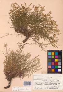 Dianthus uralensis Korsh., Eastern Europe, Eastern region (E10) (Russia)
