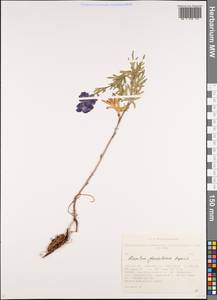 Aconitum glandulosum Rapaics, Siberia, Altai & Sayany Mountains (S2) (Russia)