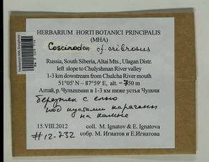 Coscinodon cribrosus (Hedw.) Spruce, Bryophytes, Bryophytes - Western Siberia (including Altai) (B15) (Russia)