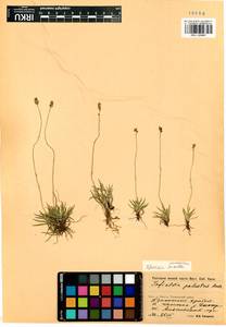 Tofieldia pusilla (Michx.) Pers., Siberia, Baikal & Transbaikal region (S4) (Russia)