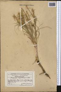 Tragopogon vvedenskyi Popov ex Pavlov, Middle Asia, Western Tian Shan & Karatau (M3) (Kazakhstan)