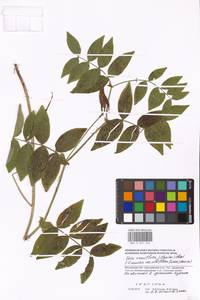 Vicia ramuliflora (Maxim.)Ohwi, Eastern Europe, Moscow region (E4a) (Russia)