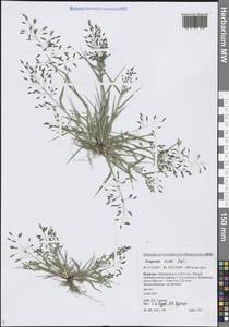 Eragrostis minor Host, Siberia, Baikal & Transbaikal region (S4) (Russia)