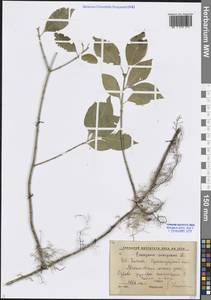 Euonymus europaeus L., Caucasus, Krasnodar Krai & Adygea (K1a) (Russia)