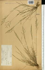 Puccinellia distans (Jacq.) Parl., Eastern Europe, Central forest-and-steppe region (E6) (Russia)