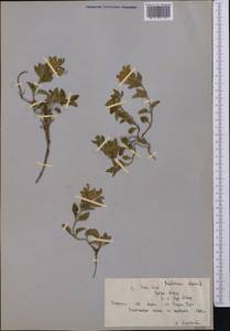 Scutellaria alpina L., Middle Asia, Northern & Central Tian Shan (M4) (Kyrgyzstan)