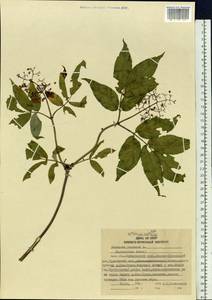 Sambucus sibirica Nakai, Siberia, Russian Far East (S6) (Russia)