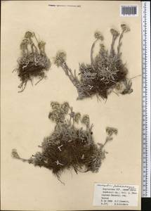 Leontopodium campestre (Ledeb.) Hand.-Mazz., Middle Asia, Pamir & Pamiro-Alai (M2) (Kyrgyzstan)