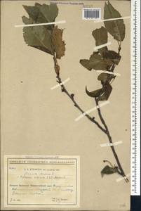 Prunus avium (L.) L., Caucasus, Black Sea Shore (from Novorossiysk to Adler) (K3) (Russia)