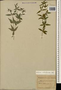 Galium valantioides M.Bieb., Caucasus, Abkhazia (K4a) (Abkhazia)