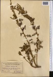 Artemisia gmelinii Weber ex Stechm., Middle Asia, Pamir & Pamiro-Alai (M2) (Tajikistan)