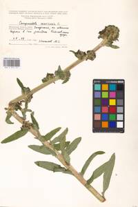 Campanula cervicaria L., Eastern Europe, Moscow region (E4a) (Russia)