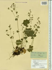 Alchemilla substrigosa Juz. ex Majewski, Eastern Europe, Volga-Kama region (E7) (Russia)