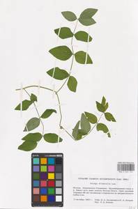 Galega orientalis Lam., Eastern Europe, Moscow region (E4a) (Russia)