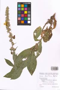 MHA 0 008 757, Verbascum densiflorum Bertol., Eastern Europe, Central forest-and-steppe region (E6) (Russia)