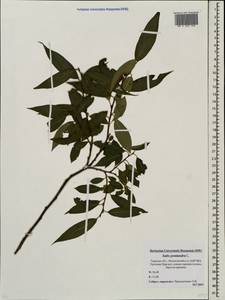 Salix pentandra L., Eastern Europe, North-Western region (E2) (Russia)