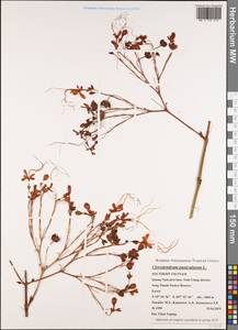Clerodendrum paniculatum L., South Asia, South Asia (Asia outside ex-Soviet states and Mongolia) (ASIA) (Vietnam)