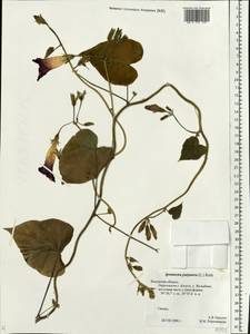 Ipomoea purpurea (L.) Roth, Eastern Europe, Central region (E4) (Russia)