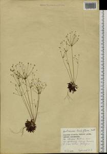 Androsace lactiflora Fisch. ex Willd., Siberia, Russian Far East (S6) (Russia)