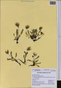 Oxytropis campestris (L.)DC., Western Europe (EUR) (Italy)