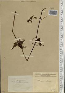 Clematis sibirica (L.) Mill., Siberia, Baikal & Transbaikal region (S4) (Russia)