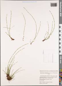 Equisetum variegatum Schleich. ex F. Weber & D. Mohr, Siberia, Russian Far East (S6) (Russia)