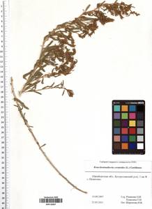 Krascheninnikovia ceratoides (L.) Gueldenst., Eastern Europe, Eastern region (E10) (Russia)
