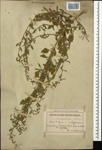 Chenopodium album L., Caucasus, Azerbaijan (K6) (Azerbaijan)
