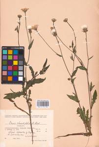 Crepis foetida subsp. rhoeadifolia (M. Bieb.) Celak., Eastern Europe, Moldova (E13a) (Moldova)